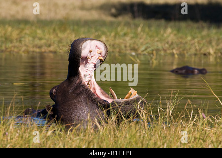 Closeup afrikanischen Hippo sein großer Kopf aus dem Wasser Mund weit offen in der grossen Gähnen seine großen Zähne anzeigen, Moremi Game Reserve Okavango Delta Botswana Stockfoto