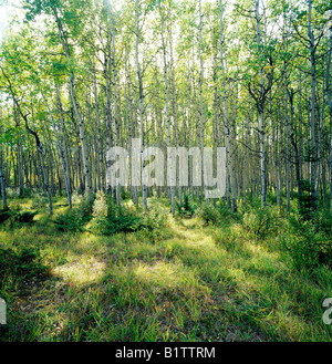 Hain der Hintergrundbeleuchtung Aspen Bäume in der Nähe von Pyramid Lake, Jasper Nationalpark, Alberta, Kanada Stockfoto