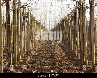 Winter Weinberge in San Juan, Argentinien Stockfoto