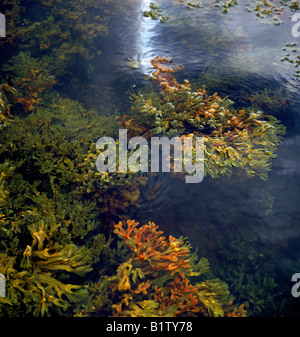 Gezahnten Wrack in frisches Wasser, Island Stockfoto