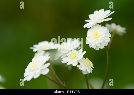 Ranunculus Aconitifolius 'Flore Pleno' Stockfoto