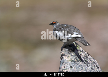 Schneehühner Lagopus Mutus männlich thront auf Flechten bedeckt Felsen im Cairngorms, Schottland im Mai. Stockfoto