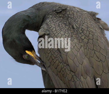 Eine gemeinsame Shag (Phalacrocorax Aristotelis) auf den Farne Islands Northumberland putzen. Stockfoto