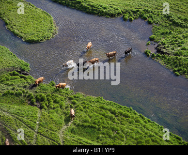 Vieh Kreuzung Fluß, Island Stockfoto