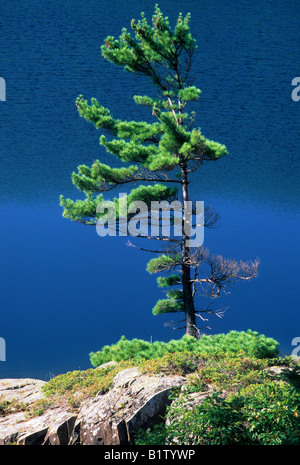 Weiße Kiefer und azurblauem Wasser. Stockfoto