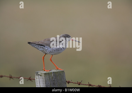 Rotschenkel Tringa Totanus Erwachsenen gehockt Zaunpfosten auf South Uist, Schottland im Mai. Stockfoto