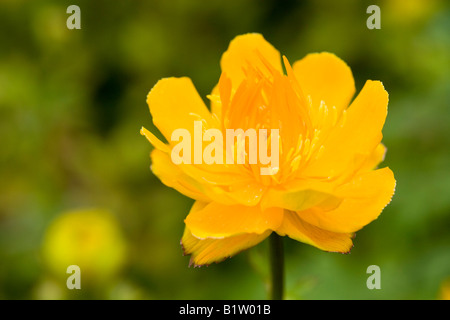 Trollblume Chinensis 'Golden Queen' Stockfoto