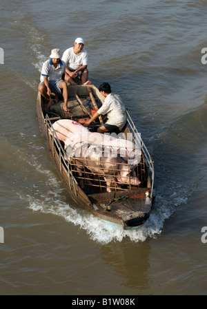 Schweine in Barge Mekong Delta Vinh Long Vietnam Stockfoto