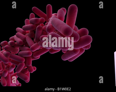 Legionella pneumophila Stockfoto