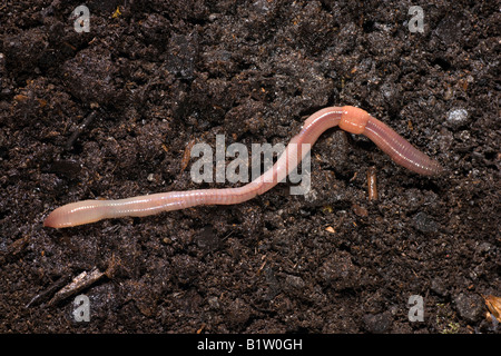 Gemeinsamen Regenwurm Lumbricus Terrestris segmentierte Wurm Stockfoto