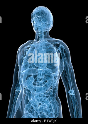 Anatomie des Menschen Stockfoto