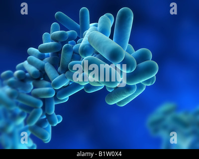 Legionella pneumophila Stockfoto