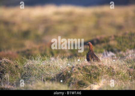 Moorschneehuhn Lagopus Lagopus Scoticus stand im Moor im schottischen Hochland im Mai. Stockfoto