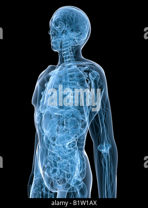 Anatomie des Menschen Stockfoto