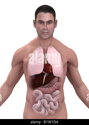 Anatomie des Menschen Stockfoto
