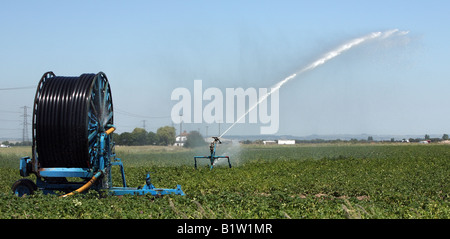 Bewässerung von Pflanzen in Kent. Stockfoto