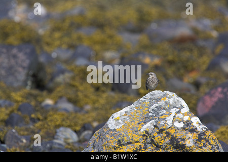 Rock Pieper Anthus Petrosus Erwachsenen thront auf Flechten bedeckt Felsen am Loch Spelve, Mull, Schottland im Mai. Stockfoto