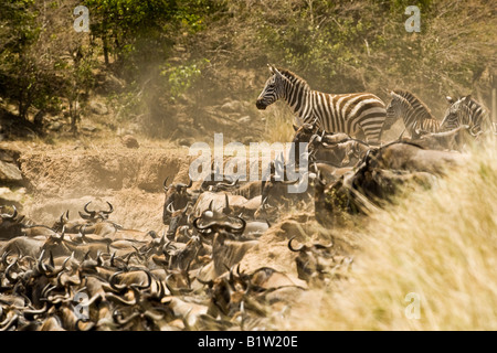 Gnuwanderung Chaos von gestromt Gnu Hörner im Gegensatz ruhe Zebras beobachten und warten, den Mara River in der Masai Mara Kenia zu überqueren Stockfoto