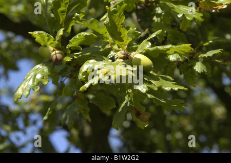 Eiche, Salton, North Yorkshire, Großbritannien Stockfoto
