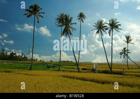 Paddy-Reis-Feld Stockfoto