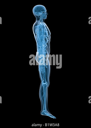 Anatomie des Menschen Stockfoto