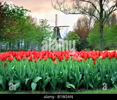 NL - SÜDHOLLAND: Windmühle auf dem Keukenhof Gärten Stockfoto
