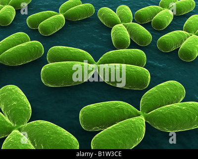 x-Chromosomen Stockfoto