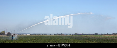 Bewässerung von Pflanzen in Kent. Stockfoto