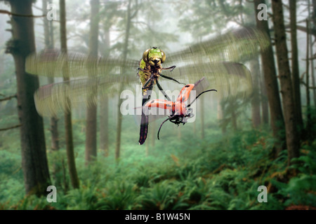 Grüne Clearwing Libelle, Erythemis simpliciollis, jagt eine Rote Seidenpflanze Käfer, Tetraopes tetraophthalmus Stockfoto