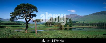 Loch Tulla Pines, Schottland Stockfoto