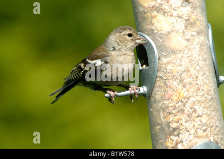 Eine weibliche Buchfink Fringilla Coelebs auf ein Futterhäuschen für Vögel Samen im Sommer Stockfoto