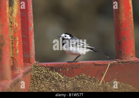 Weiße Bachstelze Motacilla Alba männlich thront auf Sattelzug in Hof auf Skye, Schottland im Mai. Stockfoto