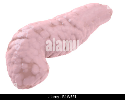 menschlichen Pankreas Stockfoto