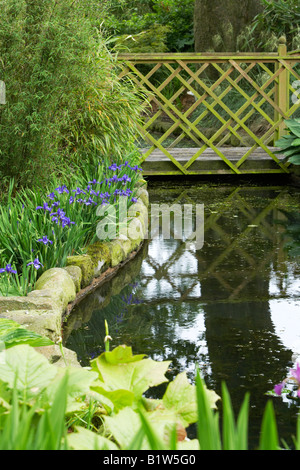 Japanische Wasser Iris neben Gartenteich Stockfoto
