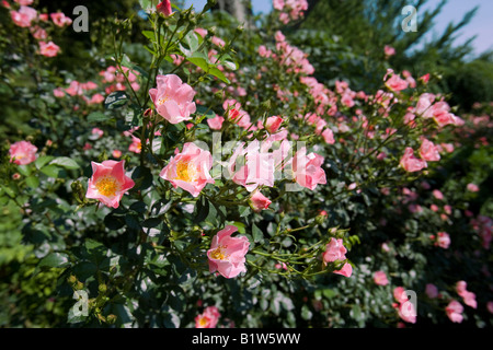 Rosa X Meipotal Strauchrose unbeschwerte Freude NJ Stockfoto