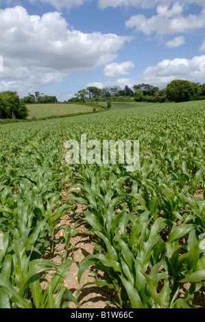 Eine junge Mais Ernte Unkraut frei zwischen den Zeilen in einem großen Feld an einem feinen Sommertag Stockfoto