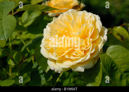 Gelbe Blume eines Baumes stieg Rosa Charlotte Stockfoto