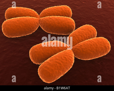 x-Chromosomen Stockfoto