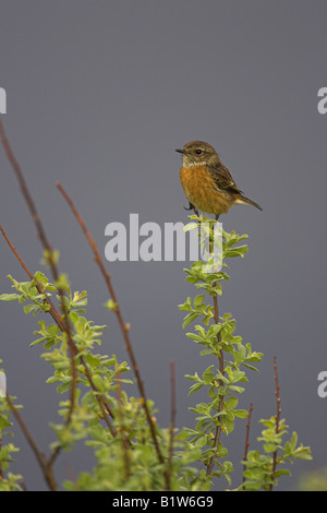 Schwarzkehlchen Saxicola Torquata weiblich gehockt Willow auf Skye, Schottland im Mai. Stockfoto
