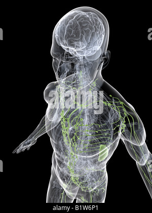 menschliche Lymphsystem Stockfoto