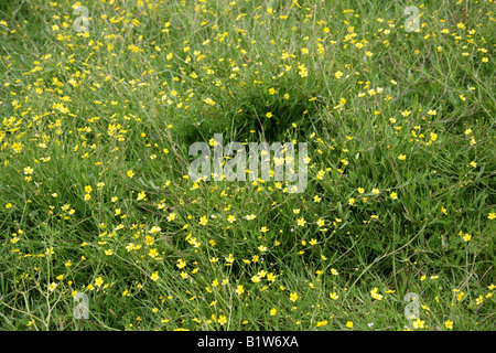 Kleiner Spitzkraut, Ranunculus flammula, Ranunculaceae. Britische Wildblume. Stockfoto