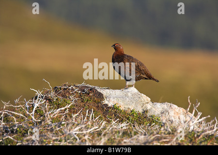 Moorschneehuhn Lagopus Lagopus Scoticus thront auf Felsen am Berghang im schottischen Hochland im Mai. Stockfoto