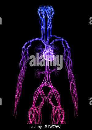 Herz-Kreislauf-system Stockfoto