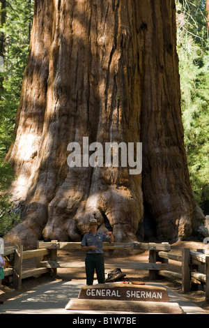 Park Service Nationalpark Ranger an General Sherman, ein Riesenmammutbaum im Sequoia National Park, Kalifornien, USA Stockfoto