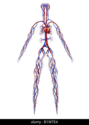 Herz-Kreislauf-system Stockfoto