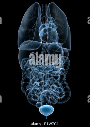 menschliche Blase Stockfoto