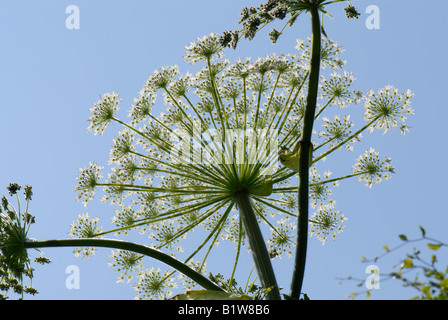 Bärenklau Heracleum Mantegazzianum Blüte Dolde gegen blauen Himmel Stockfoto