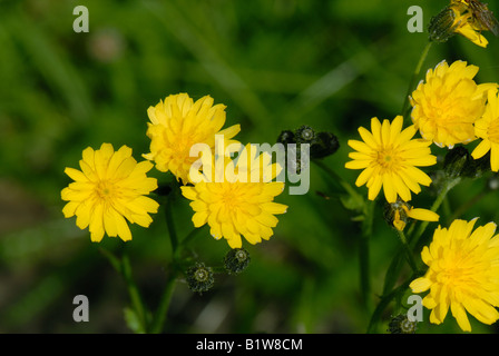 Smooth Hawksbeard Crepis Capillaris gelbe Blüten auf Grünland Unkraut Stockfoto