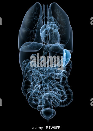 Anatomie Der Menschlichen Inneren Organe Der Milz Stockfotografie - Alamy