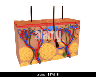 Querschnitt der Haut Stockfoto